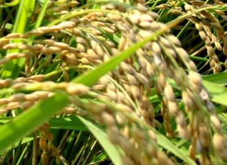 無肥料無農薬米