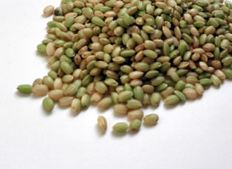 無肥料無農薬米・緑米（香り米）