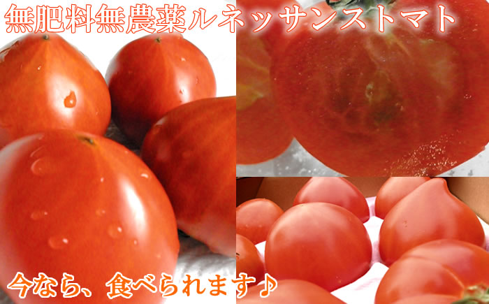 無肥料無農薬トマト